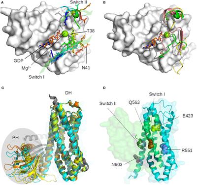 Structural Design and Analysis of the RHOA-ARHGEF1 Binding Mode: Challenges and Applications for Protein-Protein Interface Prediction